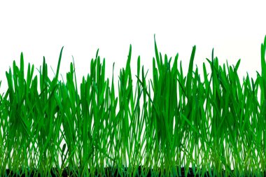 Taze çimen çiy zemin ile. Germinated çavdar.
