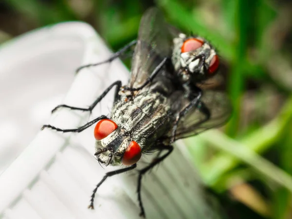 Accouplement Deux Mouches Voler Gros Plan Sur Fond Lumineux — Photo