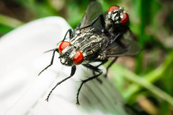 Accouplement Deux Mouches Voler Gros Plan Sur Fond Lumineux — Photo