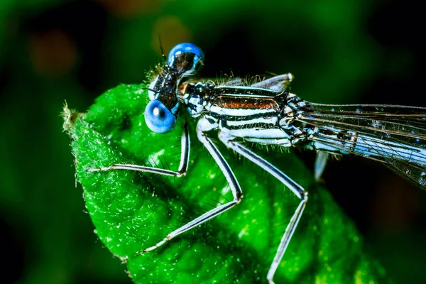 Dragonfly Een Tak Close — Stockfoto