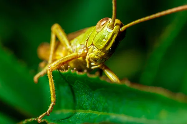 Green Grasshopper Close Green Grass — Stock Photo, Image
