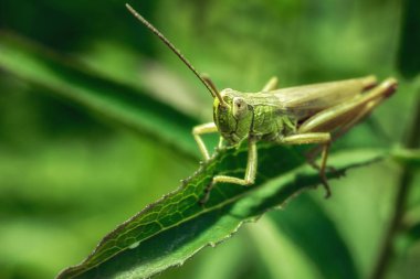 Yeşil çekirge yakın çekim yeşil çim.