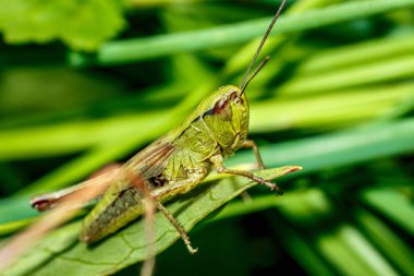 Yeşil çekirge yakın çekim yeşil çim.