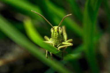 Yeşil çekirge yakın çekim yeşil çim.