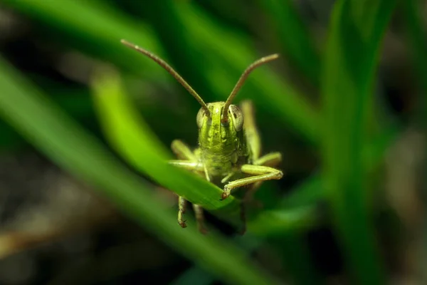 Eine Grüne Heuschrecke Aus Nächster Nähe Grünen Gras — Stockfoto