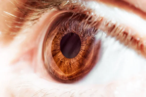Mänskliga Ögat Närbild Bruna Ögon — Stockfoto