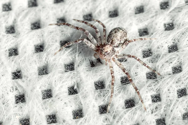 Een Spin Met Lange Poten Een Wit Oppervlak — Stockfoto