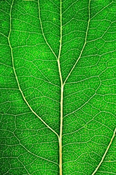 Folha Verde Com Veias Close — Fotografia de Stock