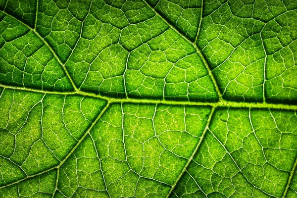 Folha Verde Com Veias Close — Fotografia de Stock