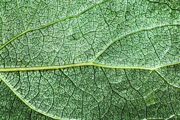 Folha Verde Com Veias Close — Fotografia de Stock