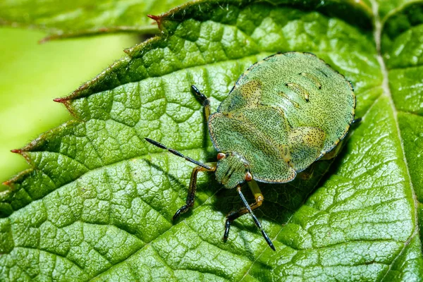 Chinche Sobre Hoja Verde Acercan — Foto de Stock