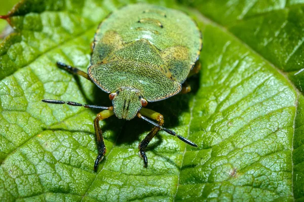 Bedbug Green Leaf Close — Stock Photo, Image