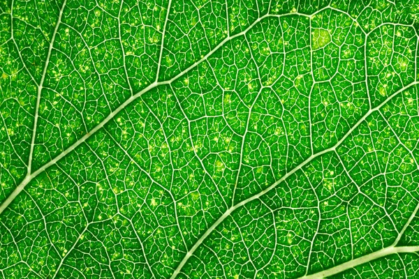 Folha Verde Com Veias Close — Fotografia de Stock