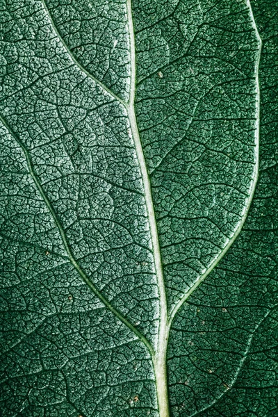 Folha Verde Com Veias Close — Fotografia de Stock