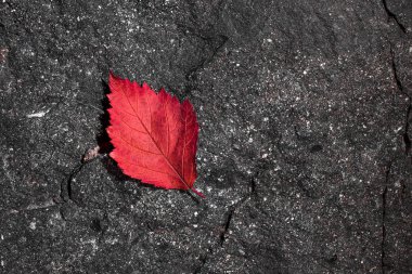 Taş yüzey yakın çekim üzerinde kırmızı yaprak.