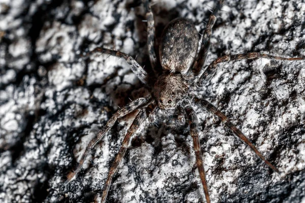 Une Araignée Sur Fond Pierre Sombre — Photo