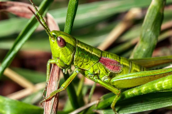 Green Grasshopper Close Green Grass — Stock Photo, Image