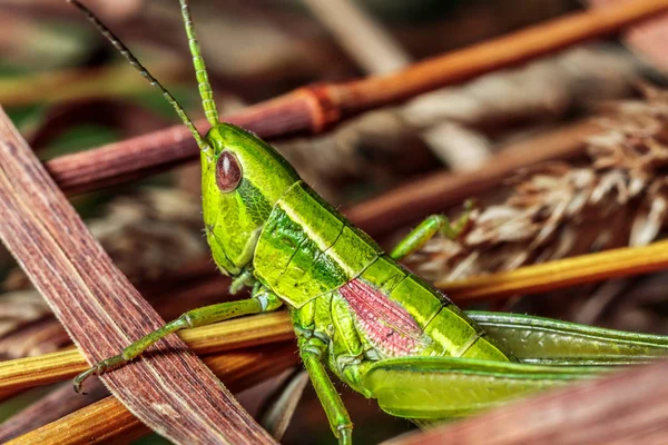 Green Grasshopper Close Green Grass — Stock Photo, Image