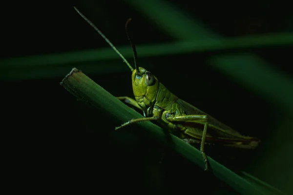 Green Grasshopper Close Green Grass — Stock Photo, Image