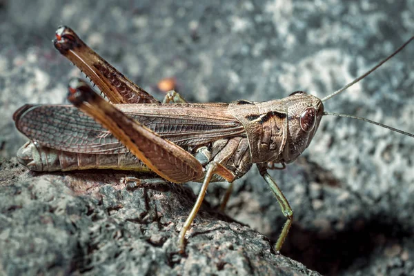 Gray Grasshopper Close Stone — Stock Photo, Image