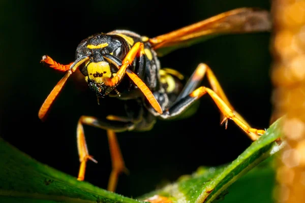 Gevaarlijke Wasp Bladeren — Stockfoto