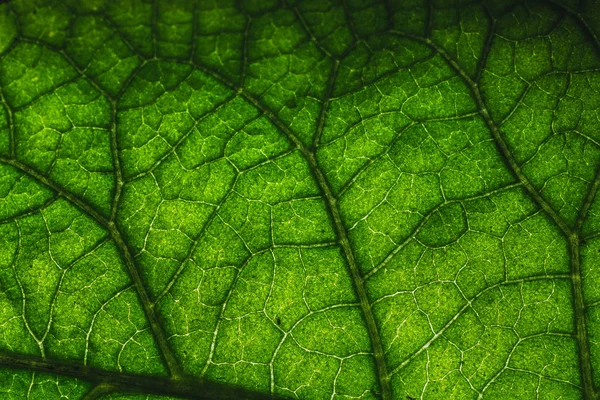 Folha Brilhante Verde Com Grandes Veias Close — Fotografia de Stock