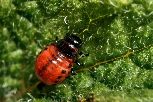 Larva Del Escarabajo Patata Colorado Las Hojas Primer Plano Larva — Foto de Stock