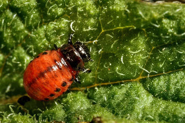 Larva Del Escarabajo Patata Colorado Las Hojas Primer Plano Larva — Foto de Stock