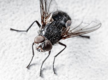 Oda sineği bir makro objektif vurdu.