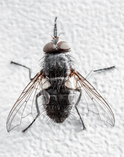 Sala Mosca Tiro Uma Lente Macro — Fotografia de Stock