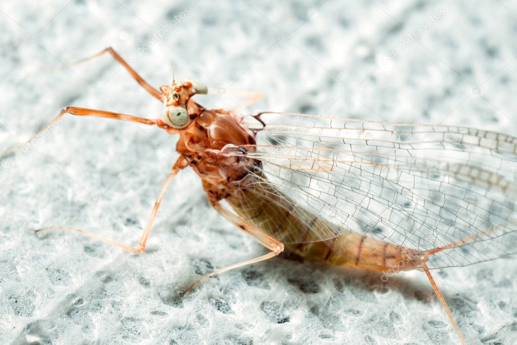 Mayfly insect on a white background close-up.