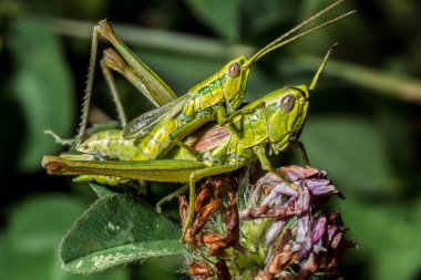 Yeşil çekirge yakın çekim yeşil çim.