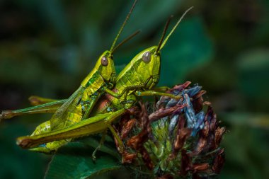 Yeşil çekirge yakın çekim yeşil çim.