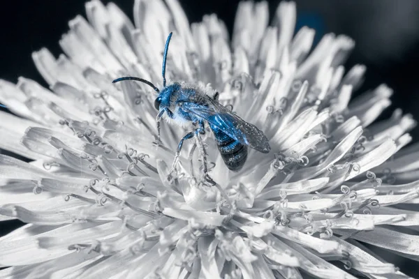 Image Bourdon Sur Une Fleur Dans Une Teinte Bleue — Photo