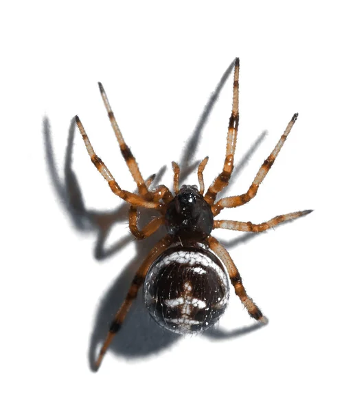 Pavouk Dlouhýma Nohama Bílém Povrchu — Stock fotografie