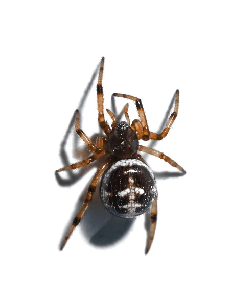 Μια Αράχνη Μακριά Πόδια Λευκή Επιφάνεια — Φωτογραφία Αρχείου