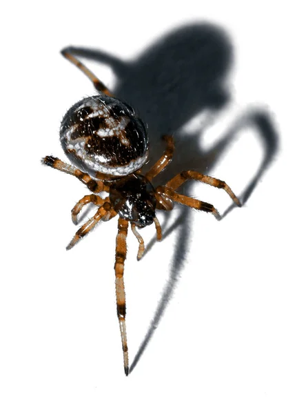 Célkereszt Pók Közelről Fehér Háttér — Stock Fotó