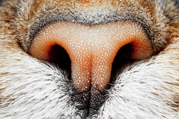 Cat Nose Close Macrophotography Cat Nose — Stock Photo, Image