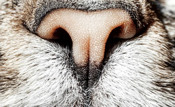 Cat nose close up. Macrophotography of cat nose.