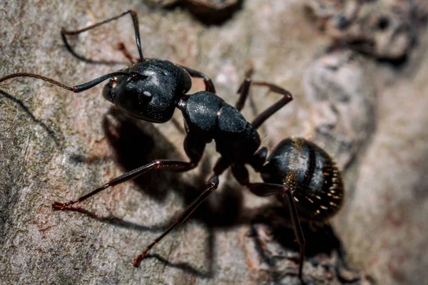 Yerde Karınca Yakın Çekim — Stok fotoğraf
