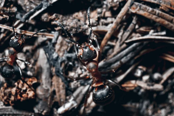 Ant Ground Close — Stock Photo, Image