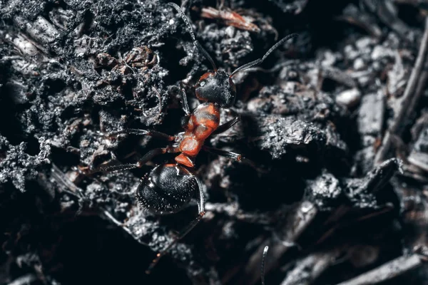 바닥에 개미가 — 스톡 사진