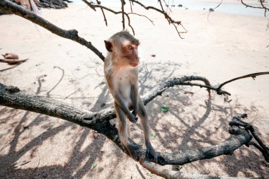 Komik maymun bir ağaçta oturuyor kapatın. Maymun sahilde.
