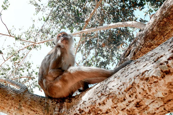 Funny monkey sitting on a tree close up.