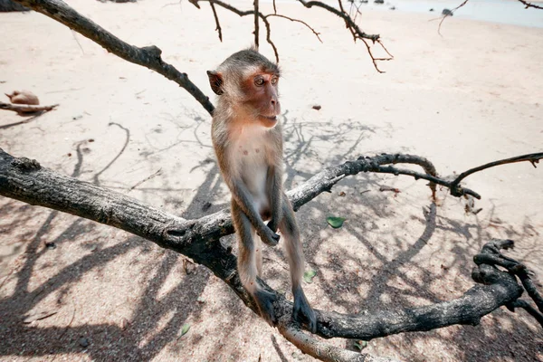 Legrační Opice Sedící Stromě Zblízka Opice Pláži — Stock fotografie