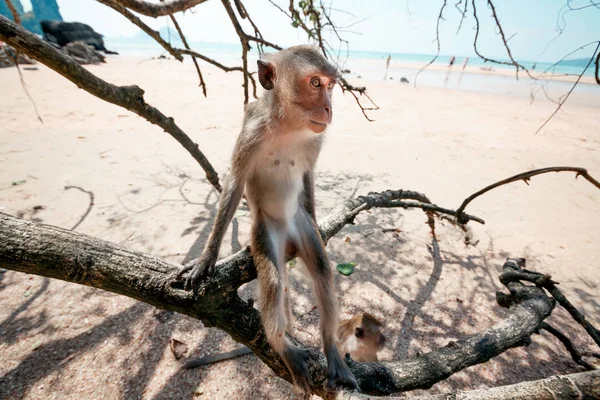 Funny monkey sitting on a tree close up. Monkey on the beach.
