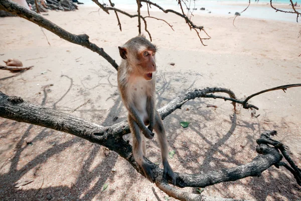 Funny monkey sitting on a tree close up. Monkey on the beach.