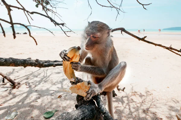 Rolig Apa Sitter Ett Träd Nära Upp Apa Stranden — Stockfoto