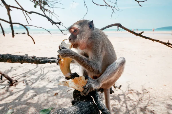 Funny monkey sitting on a tree and eat banana close up. Monkey witn banana on the beach.