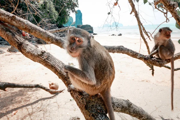Rolig Apa Sitter Ett Träd Och Äter Banan Närbild Monkey — Stockfoto